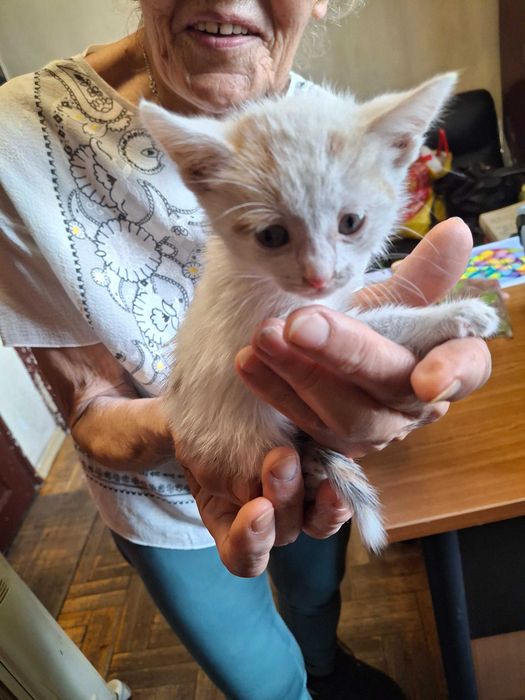 Котета на около 1-2 месеца в гр.София, Лозенец.  Бяло с оранжеви петънца също.
