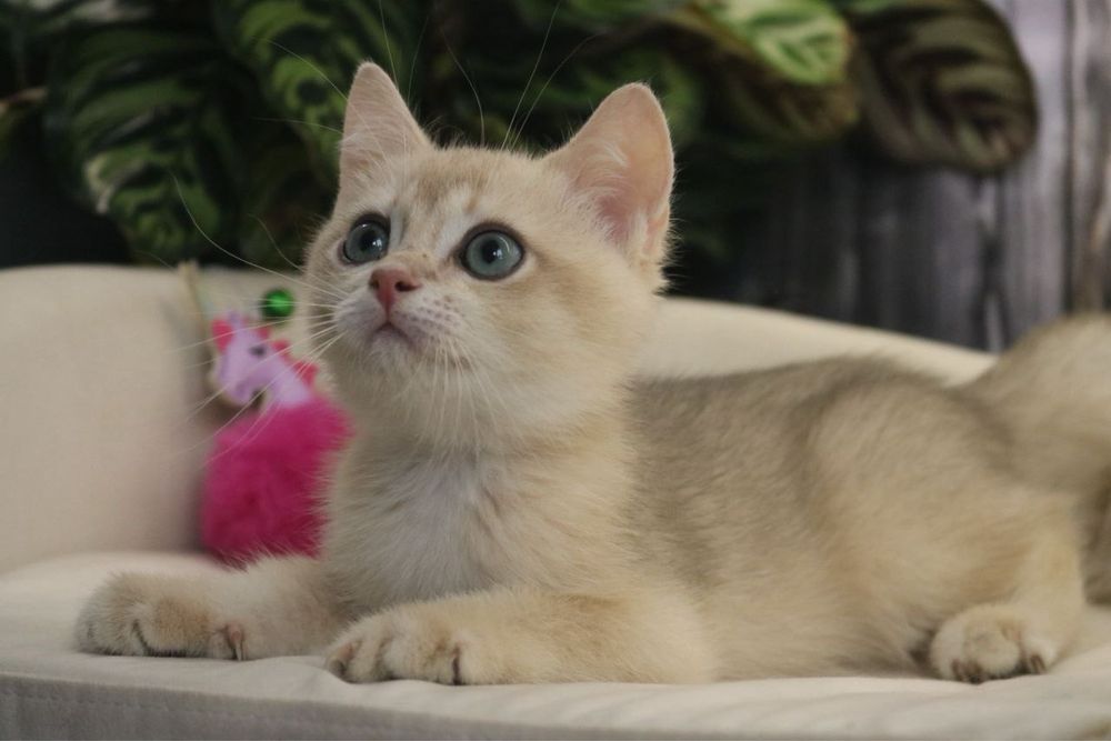 Британские мальчики