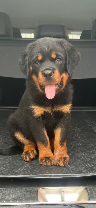 Pui Rottweiler cu Pedigree Talie mare