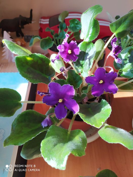 Продам цветы фиалки дикабрист