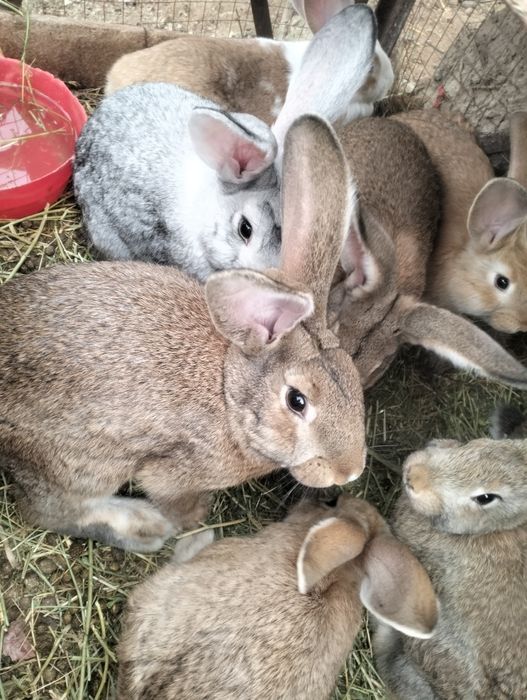 Продам кролика..