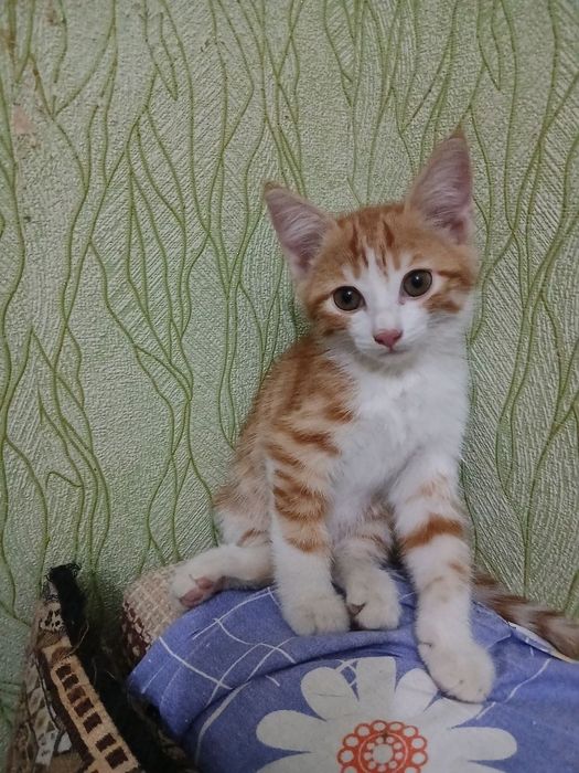 Пристраивается котёнок мальчик