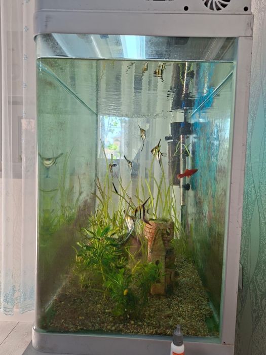 Аквариум рыбы продается