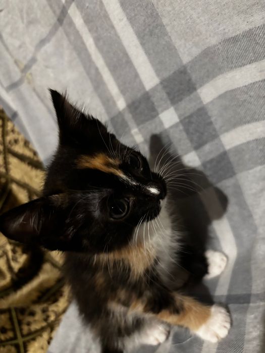 Отдам котенка в добрые руки
