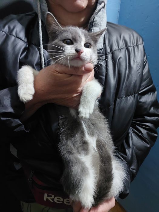 Ищет дом котик и