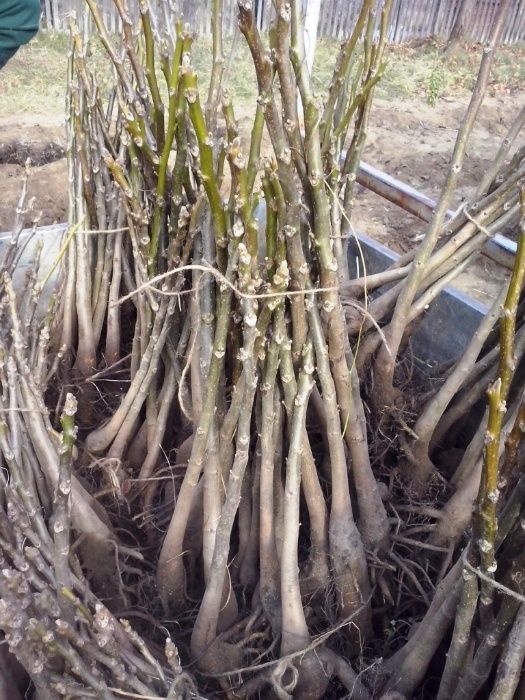 Mur Thornfree, Zmeur, Capsuni Remontant Albion, Fragi,  Smochin