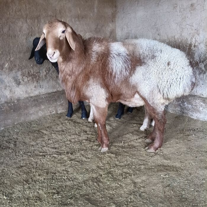 Арашан қошқар сатылады