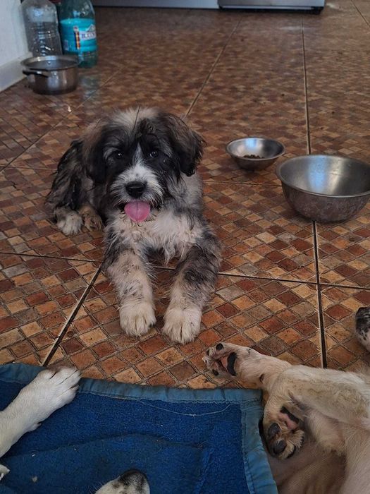 Donez catel metis de carpatin 5 luni