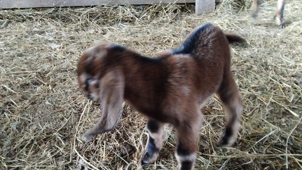 Tapisori anglo nubian