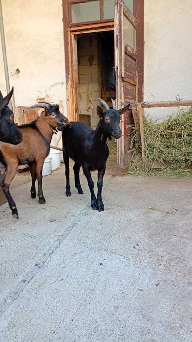 Vind 2 iedute, 2  tapi si o capra Alpina Franceza