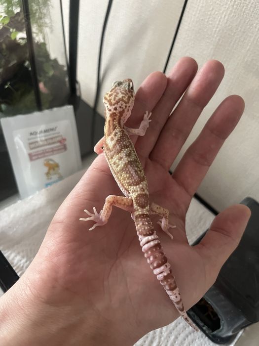 Малыш эублефара