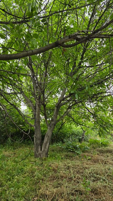 Грецкий орех 4 дерева