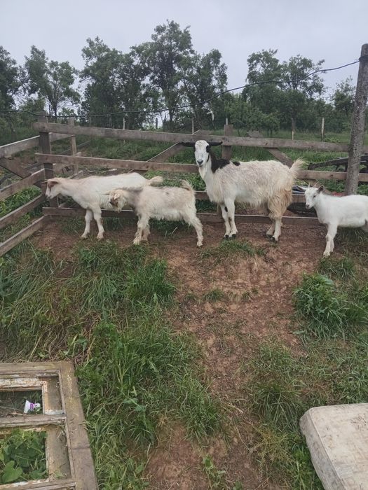 Vând 5 capre si un țap + 4 iezi