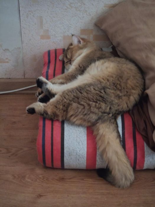 Шиншила кошка пр