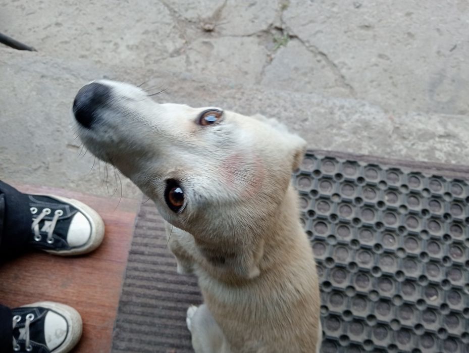 срочно пропала собака