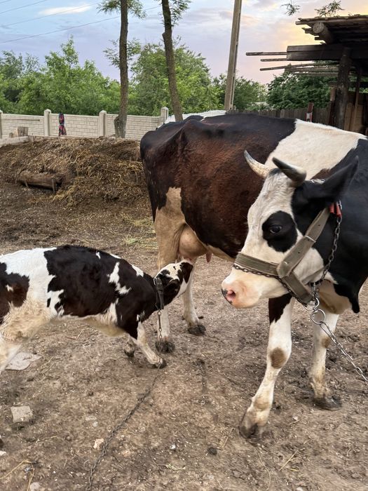 Vaca cu vitel  de vanzare