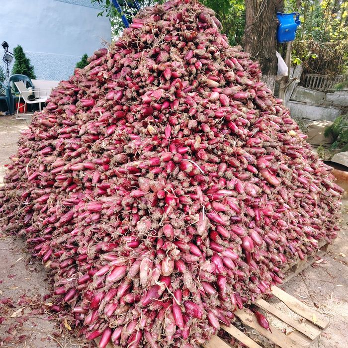 Ceapă de apă de Buzău