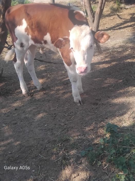 Корова с теленком