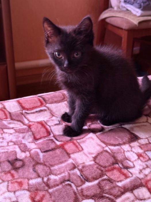 Котята  бесплатно