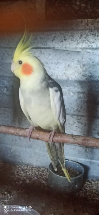 Кореллы  молодые