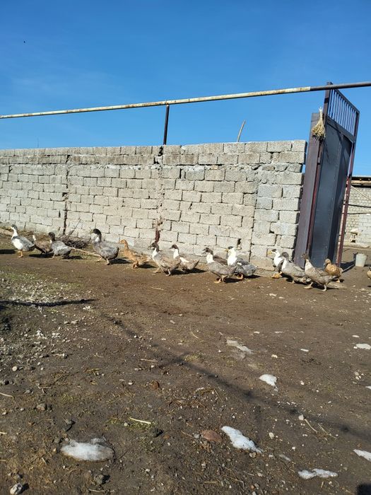 Яйца уток и гусей на инкубатор