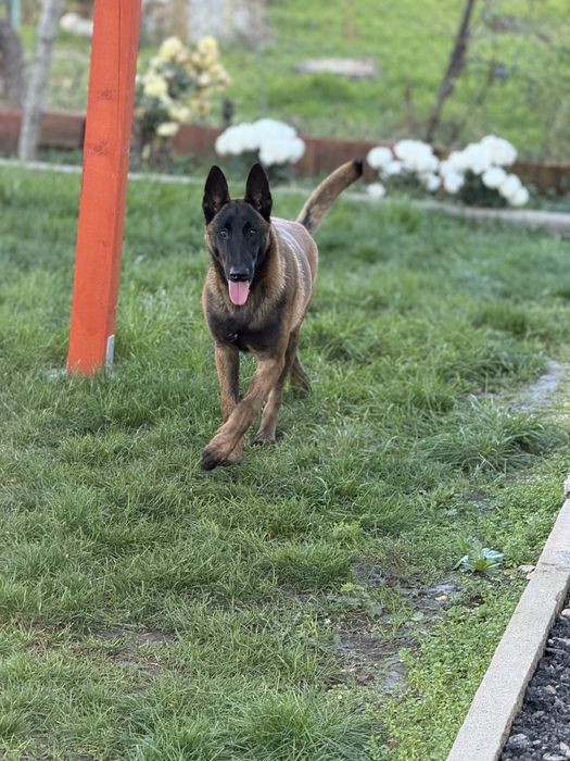 Белгйска овчарка