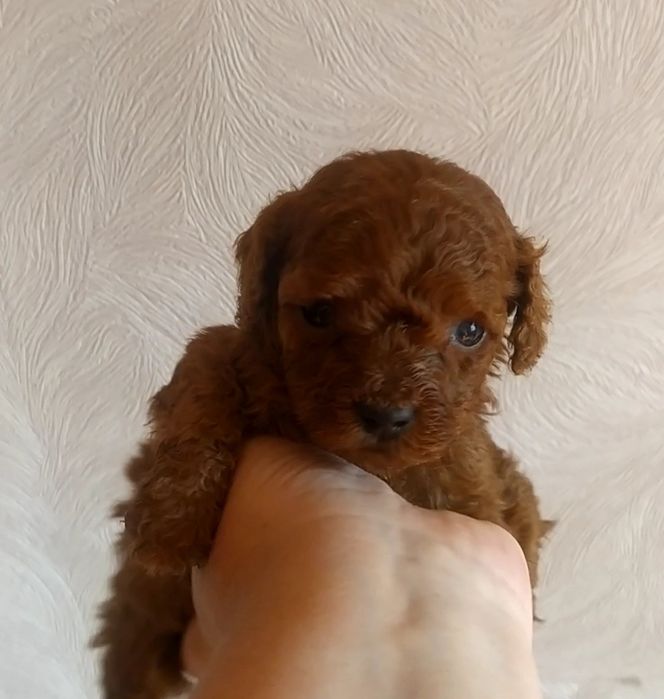 Шикарные малыши Той Пудель