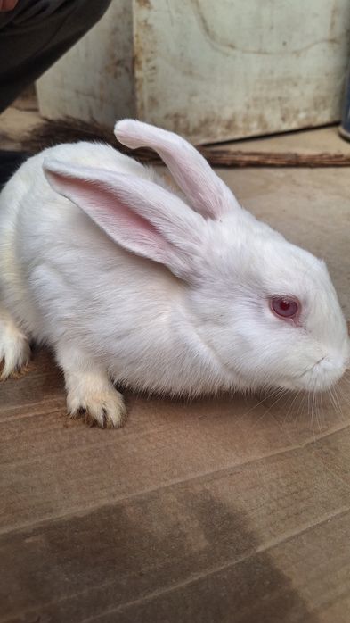 Quyon sotiladi toza emlangan