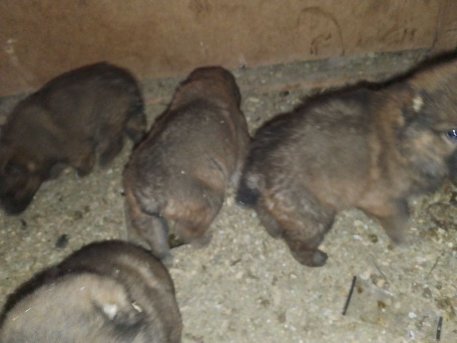 Кангал итни болалари 5дона нахи 1миллион