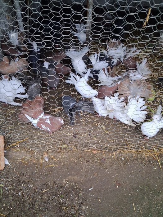 Vând porumbei rotati