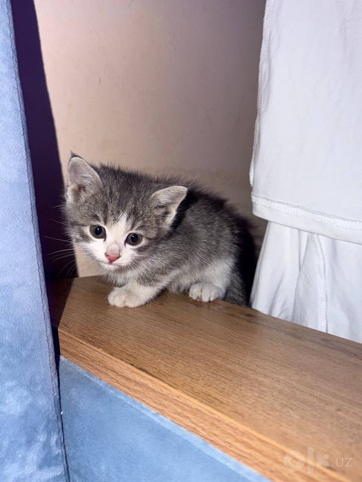Отдам котёнка в добрые и заботливые руки! 

Маленькому котёнку вс
