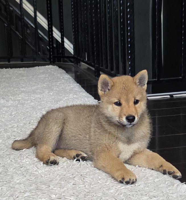 Vand mascul shiba Inu