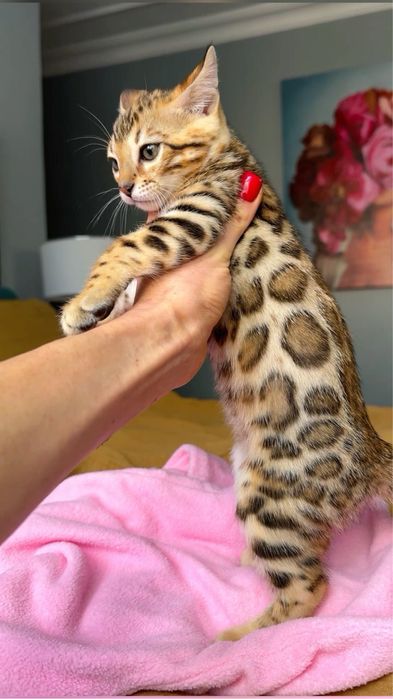 Котята бенгальские