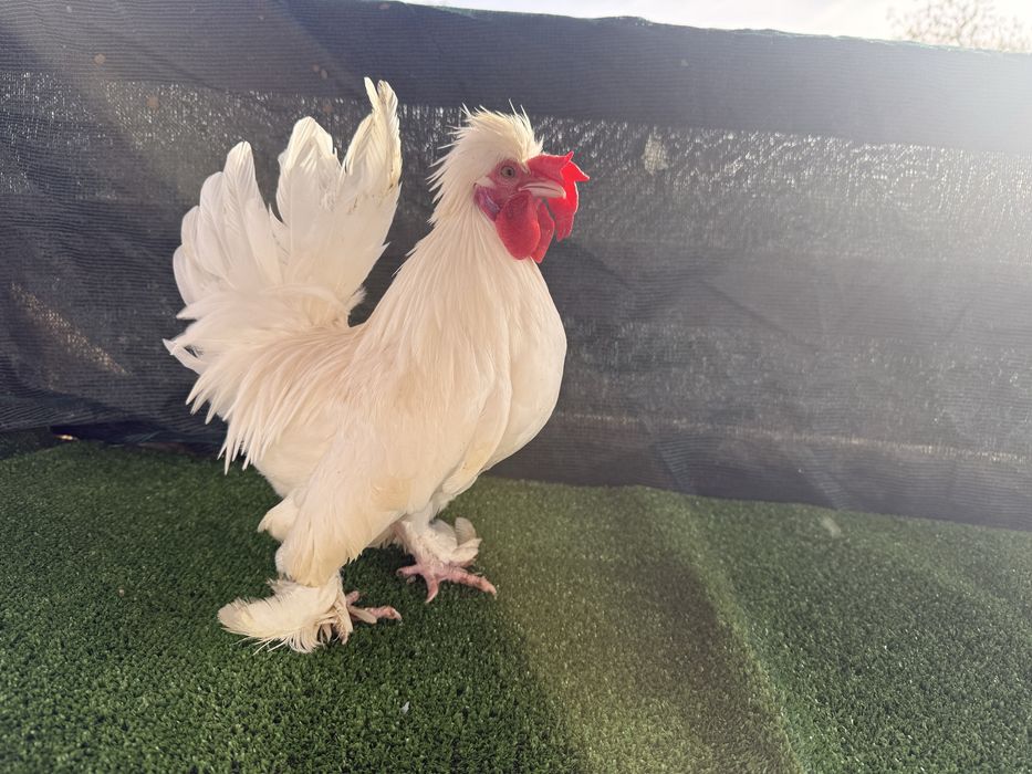 Продавам Бреговски джинки от снимките