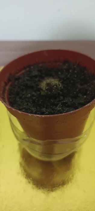 Продажа кактусов.