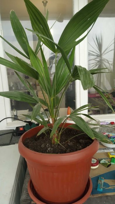 Палма Трахикарпус