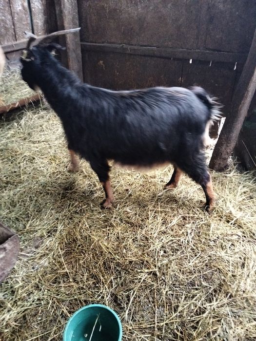 Vînd capră gestantă la a doua fătare cu douo iede lîngă ia