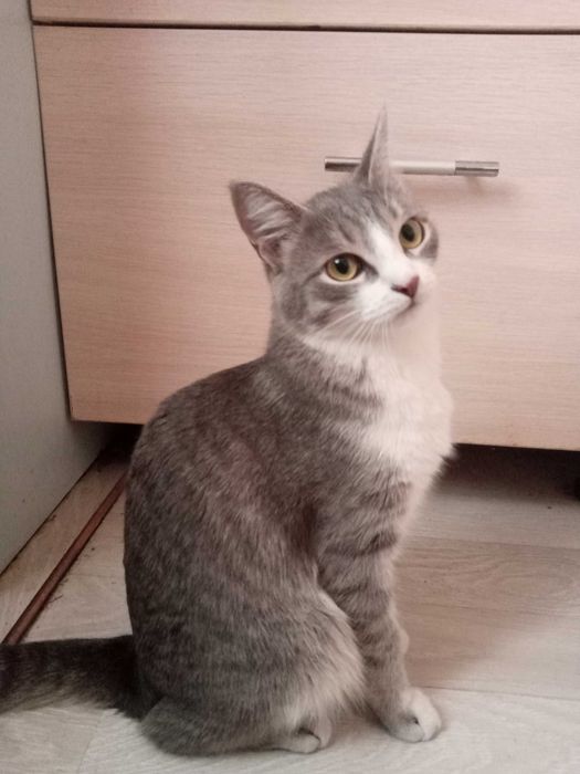 Отдам Кошку срочно