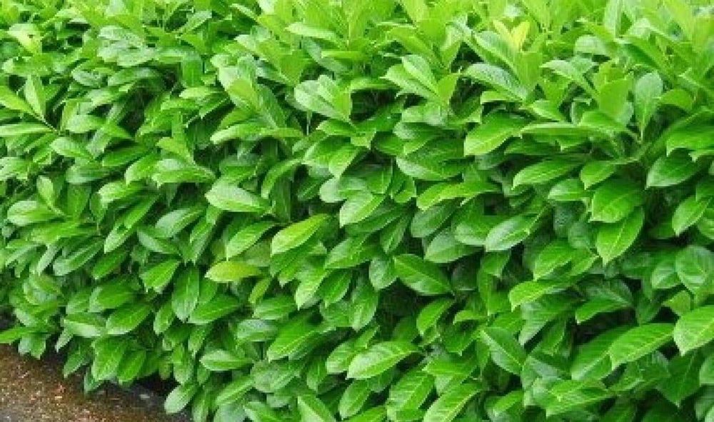 Лавровишна новита