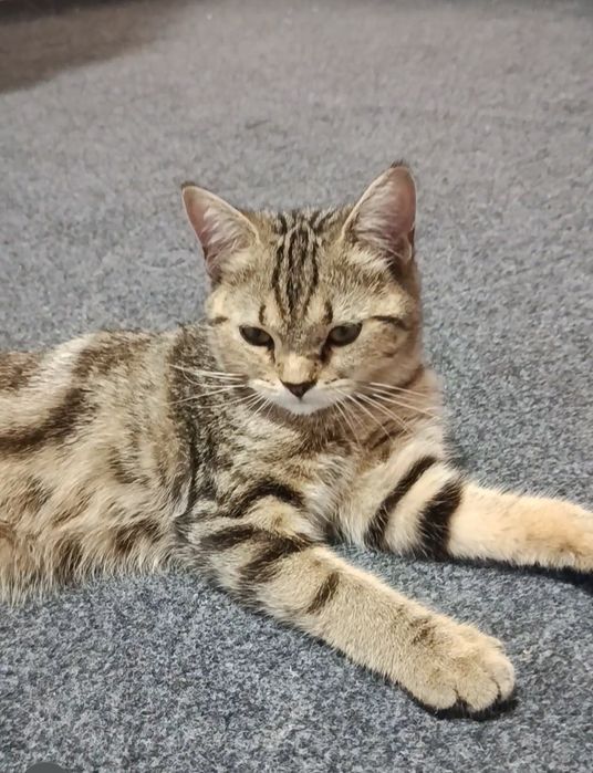 Продаются кошечки породы скоттиш страйт