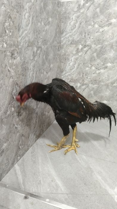 Dakan xoʻroz sotiladi