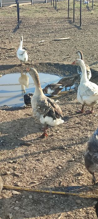 Gâște de vânzare gâscani