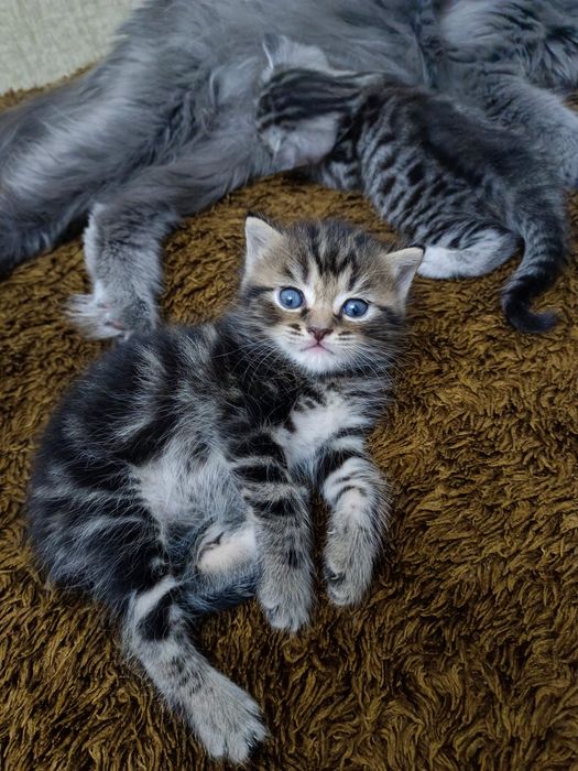 Котята скотиш страйт