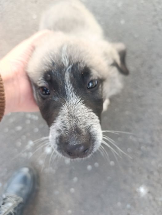 Щенок. Маленький ласковый