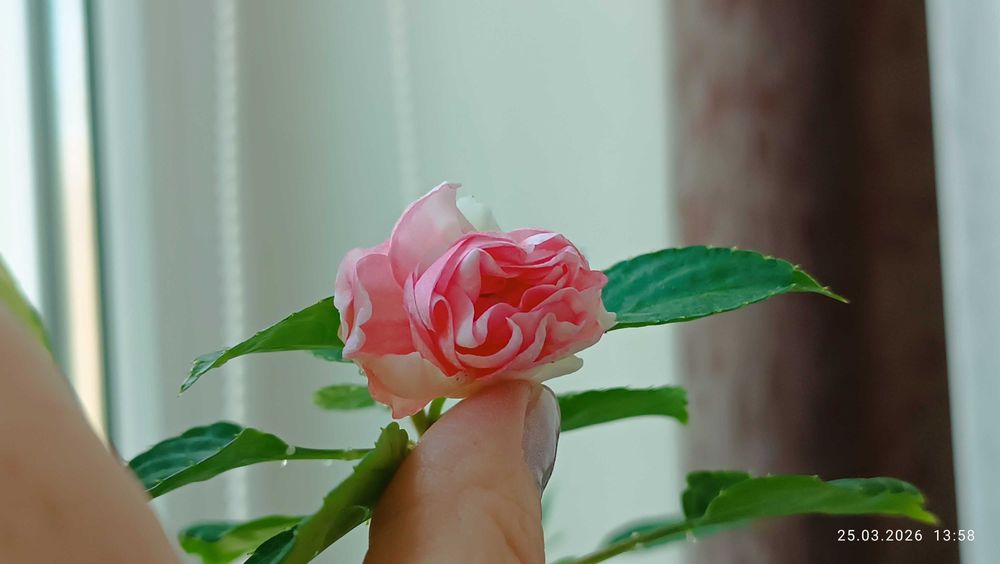 Бальзамины сортовые