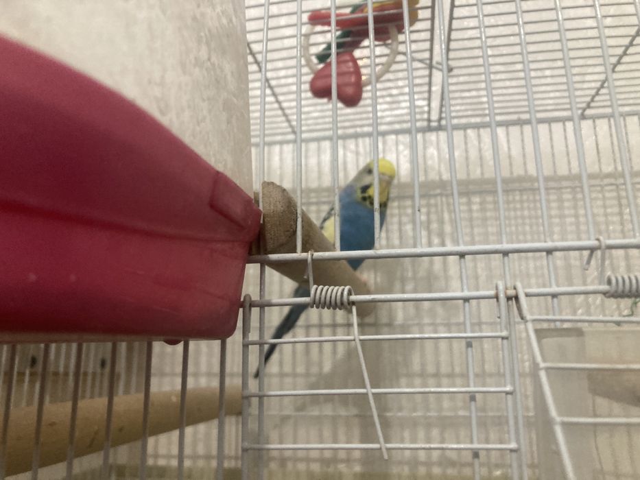 Продайу папугай