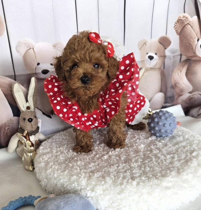 Пудел той /Poodle toy с родословие