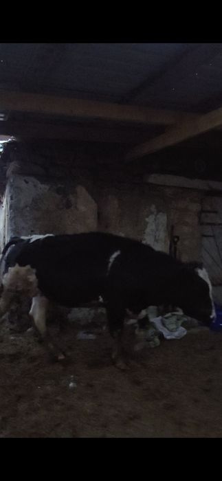 Были Голштины 1,5 года