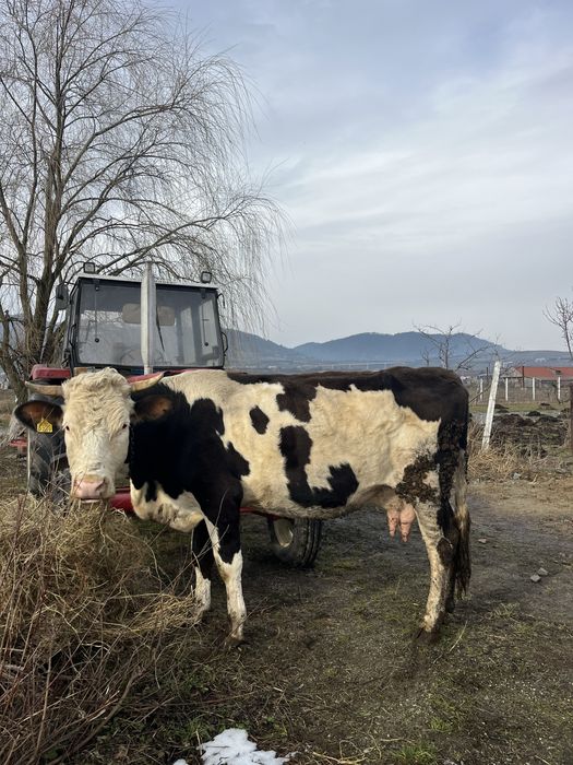 Vand vacă cu lapte