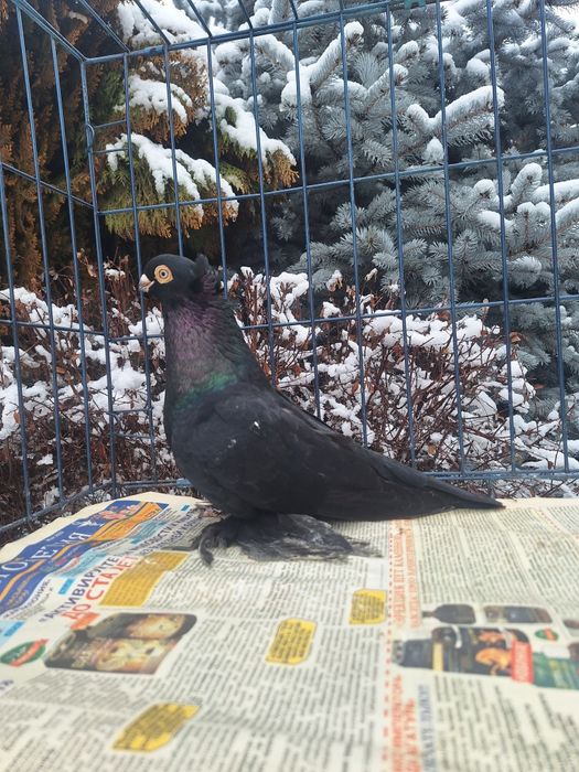 Продам самца жука молодого